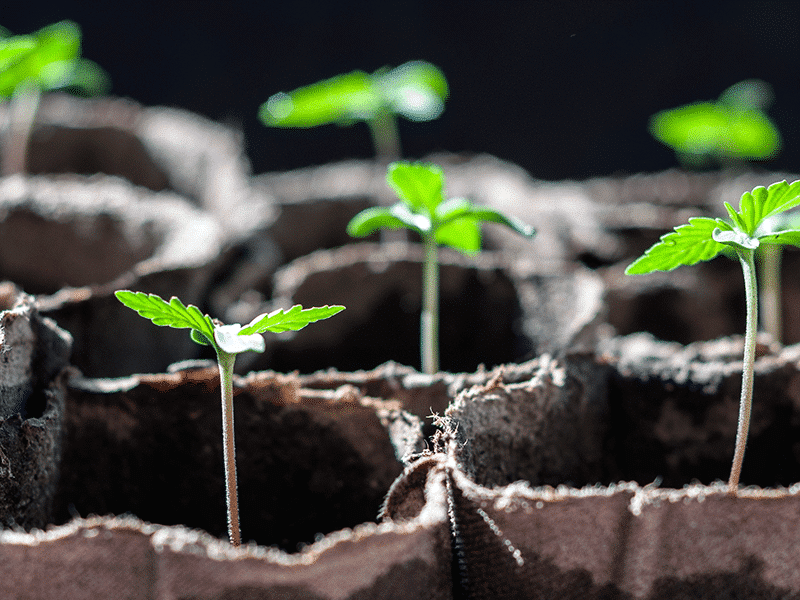 Sustainability in Nano CBD: Eco-Friendly Practices and Industry Trends